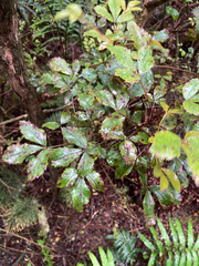 Pseudopanax discolor