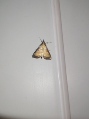 Cnaphalocrocis medinalis