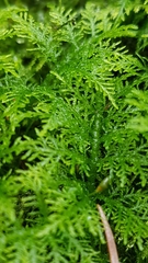 Thuidium tamariscinum