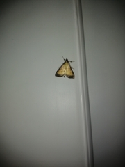 Cnaphalocrocis medinalis