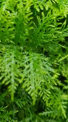 Thuidium tamariscinum