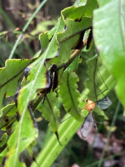 Aurotipula clara