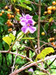 Brunfelsia australis