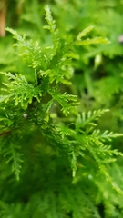 Thuidium tamariscinum