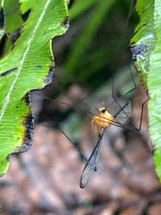 Aurotipula clara