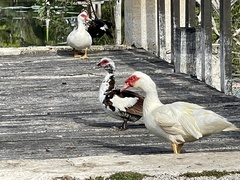 Cairina moschata domestica