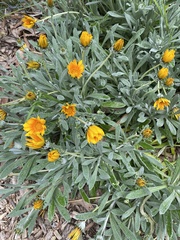 Gazania rigens