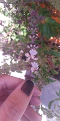 Ocimum basilicum