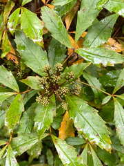 Pseudopanax discolor