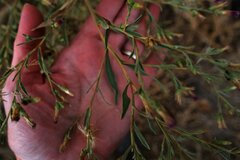 Pechuel-loeschea leubnitziae