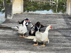 Cairina moschata domestica