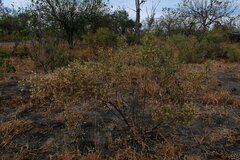 Pechuel-loeschea leubnitziae