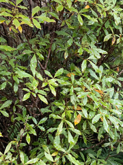 Pseudopanax discolor
