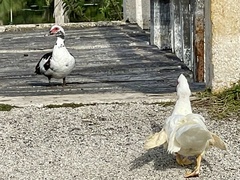 Cairina moschata domestica