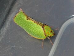 Salurnis marginella