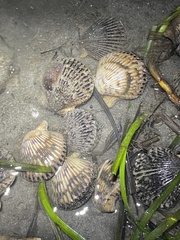 Argopecten ventricosus