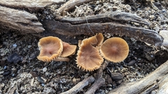 Tubaria furfuracea