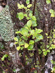 Pterophylla sylvicola