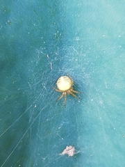 Araneus pegnia