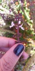 Ocimum basilicum
