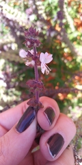 Ocimum basilicum