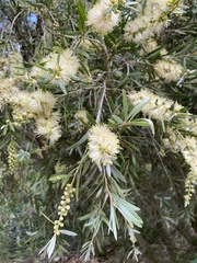Melaleuca pallida