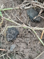 Rhinella horribilis