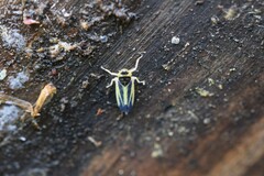 Evacanthus interruptus