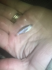 Fundulus xenicus