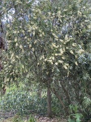 Melaleuca pallida
