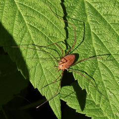 Leiobunum ventricosum