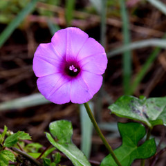 Ipomoea cordatotriloba