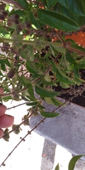 Ocimum basilicum