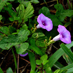 Ipomoea cordatotriloba