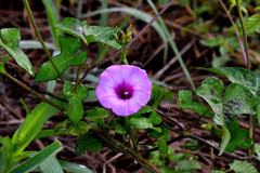 Ipomoea cordatotriloba