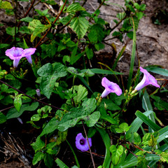 Ipomoea cordatotriloba