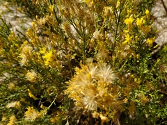Ericameria paniculata