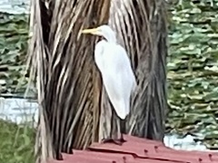 Ardea alba