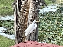 Ardea alba