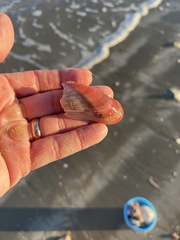Modiolus americanus