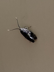 Pycnocera hypoxantha