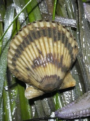 Argopecten ventricosus