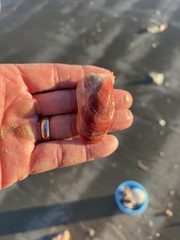 Modiolus americanus