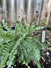 Achillea clypeolata