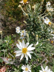 Chiliotrichum diffusum