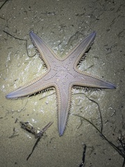 Astropecten armatus