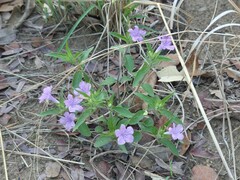 Ruellia prostrata