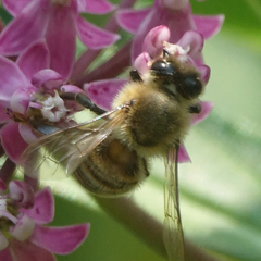 Apis mellifera