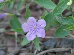 Ruellia prostrata