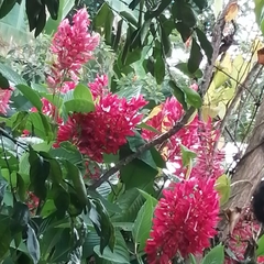 Megaskepasma